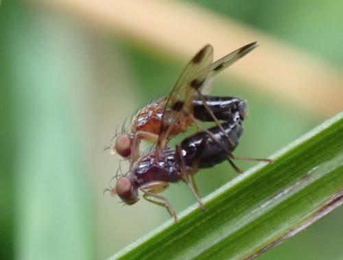 Geomyza tripunctata